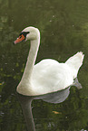 Hckerschwan