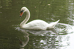 Hckerschwan