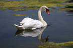 H�ckerschwan