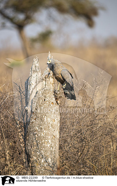 sitzende Hhlenweihe / sitting African Harrier-Hawk / MBS-22299