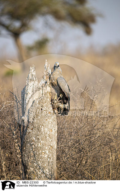 sitzende Hhlenweihe / sitting African Harrier-Hawk / MBS-22300