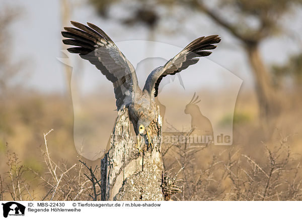 fliegende Hhlenweihe / flying African Harrier-Hawk / MBS-22430