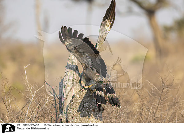 fliegende Hhlenweihe / flying African Harrier-Hawk / MBS-22431