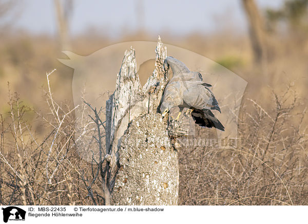 fliegende Hhlenweihe / flying African Harrier-Hawk / MBS-22435