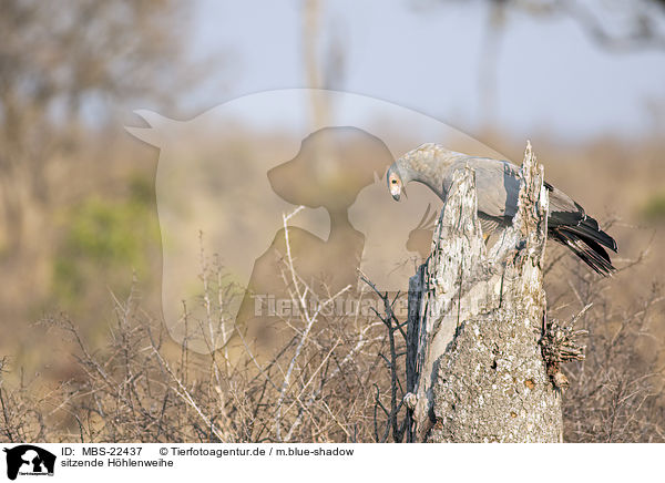 sitzende Hhlenweihe / sitting African Harrier-Hawk / MBS-22437