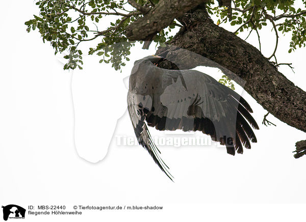 fliegende Hhlenweihe / flying African Harrier-Hawk / MBS-22440