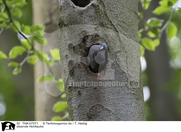 sitzende Hohltaube / sitting Stock Dove / THA-07071