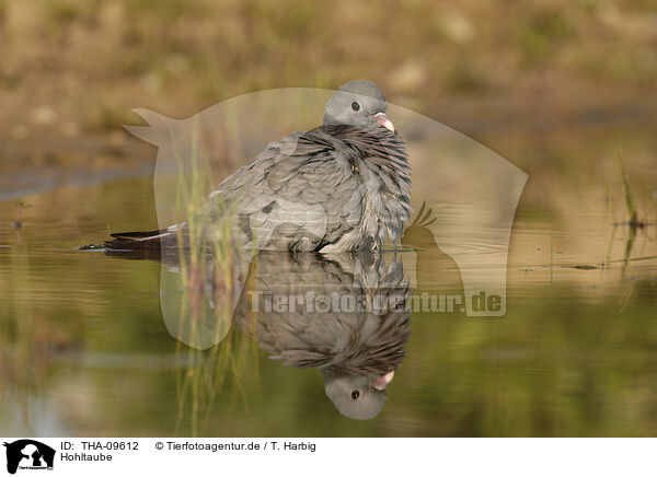 Hohltaube / stock pigeon / THA-09612