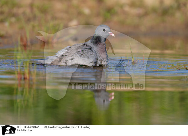Hohltaube / stock pigeon / THA-09941