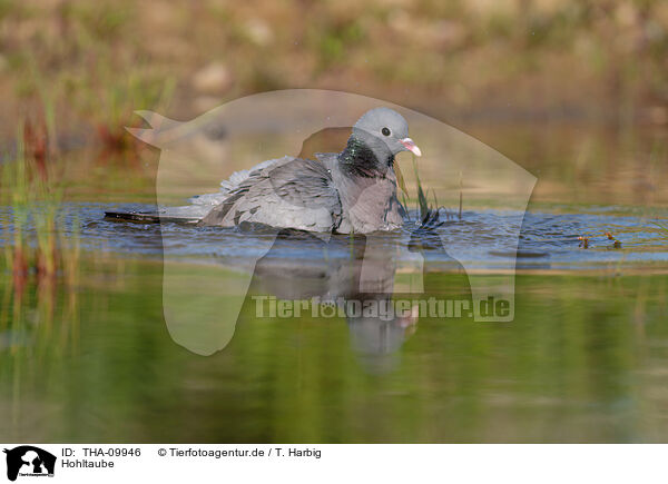 Hohltaube / stock pigeon / THA-09946