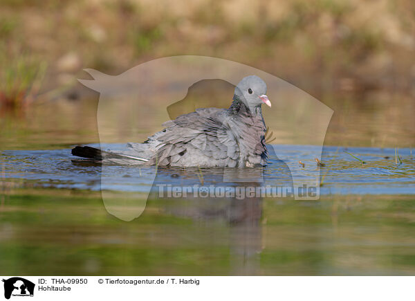 Hohltaube / stock pigeon / THA-09950