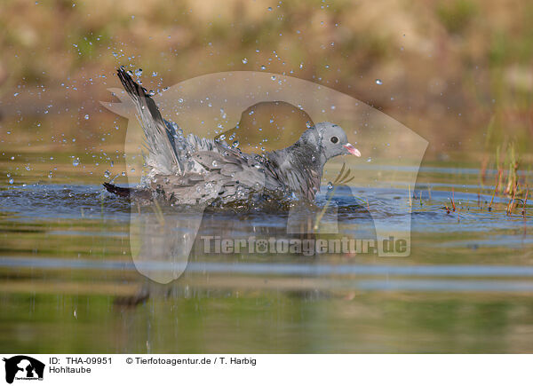 Hohltaube / stock pigeon / THA-09951