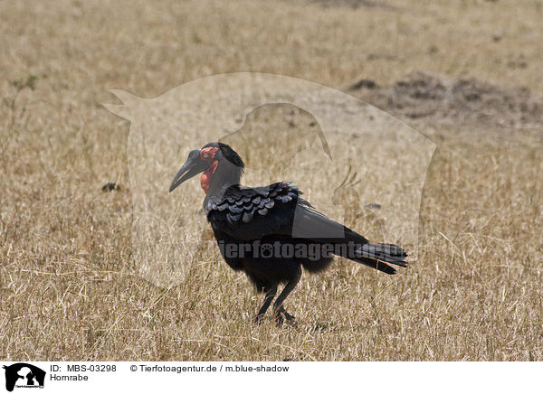 Hornrabe / hornbill / MBS-03298