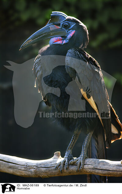 Hornrabe / Hornbill / MAZ-06189