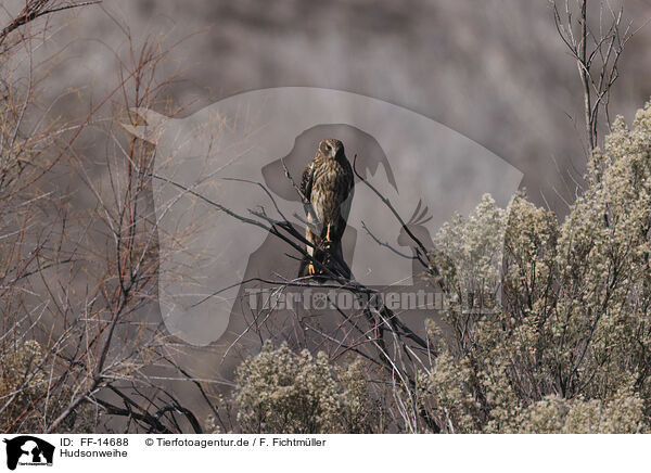 Hudsonweihe / FF-14688