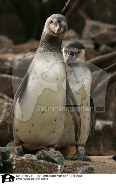 zwei Humboldt-Pinguine / two Humboldt penguins / IP-00231