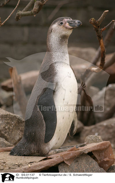 Humboldtpinguin / penguin / SS-01137