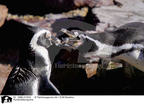 Humboldtpinguine / Humboldt penguins / DMS-01832