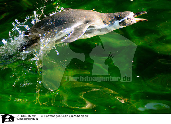 Humboldtpinguin / Humboldt penguin / DMS-02691