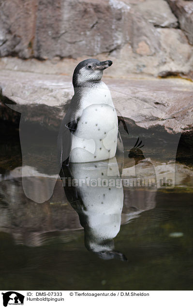 Humboldtpinguin / Humboldt penguin / DMS-07333