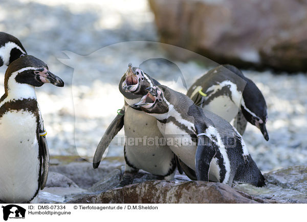 Humboldtpinguine / Humboldt penguins / DMS-07334