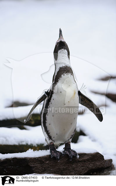 Humboldtpinguin / Humboldt penguin / DMS-07403
