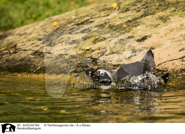Humboldtpinguin / patranca / AVD-04194