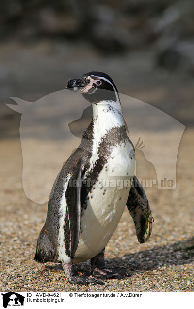 Humboldtpinguin / AVD-04621