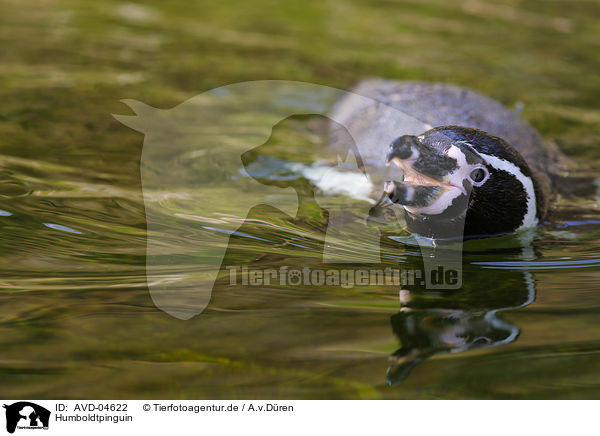 Humboldtpinguin / patranca / AVD-04622