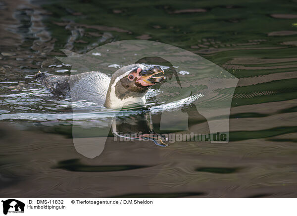 Humboldtpinguin / DMS-11832