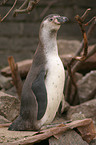 Humboldtpinguin