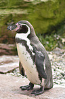 Humboldtpinguin