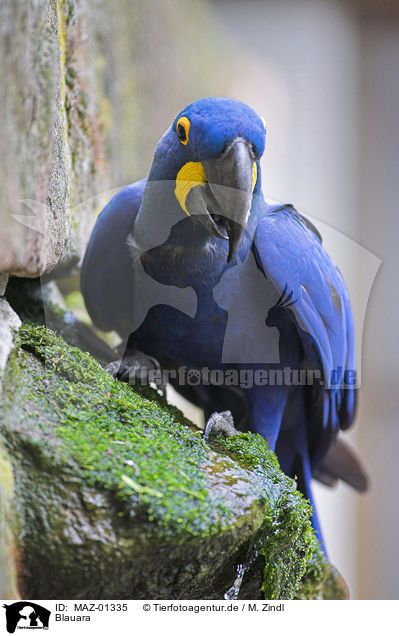 Blauara / macaw / MAZ-01335