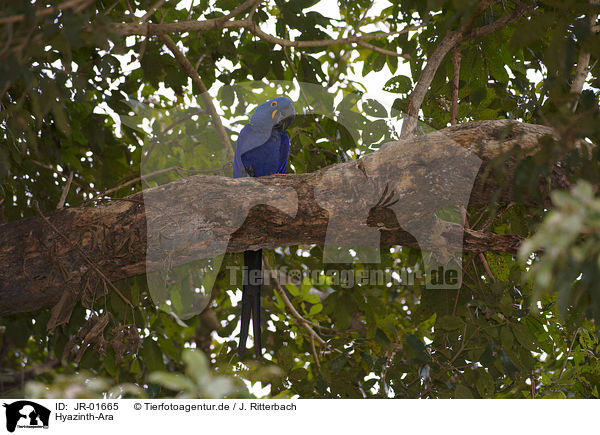 Hyazinth-Ara / hyacinth macaw / JR-01665