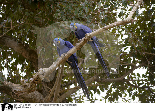 Hyazinth-Aras / hyacinth macaws / JR-01668