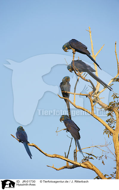 Hyazinth-Aras / hyacinth macaws / JR-01730