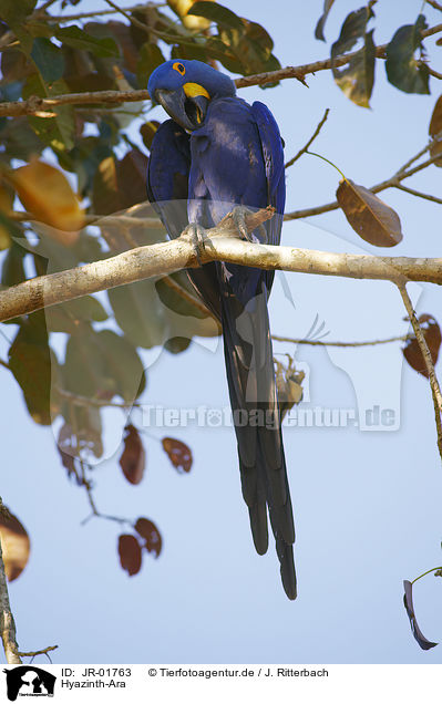 Hyazinth-Ara / hyacinth macaw / JR-01763