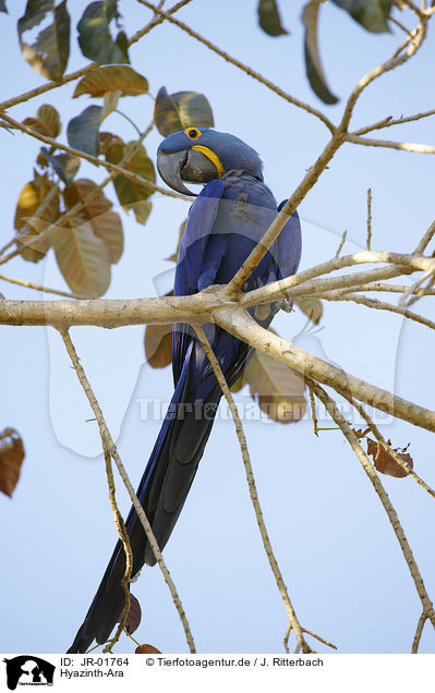 Hyazinth-Ara / hyacinth macaw / JR-01764