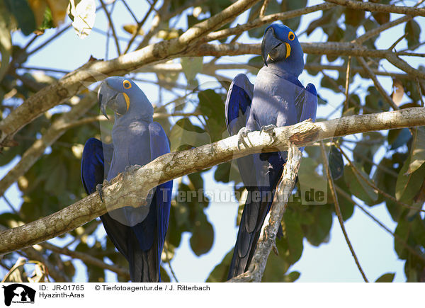Hyazinth-Aras / hyacinth macaws / JR-01765