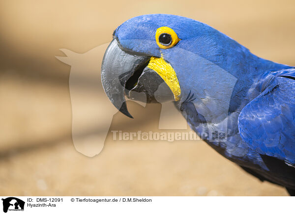 Hyazinth-Ara / Hyacinth macaw / DMS-12091