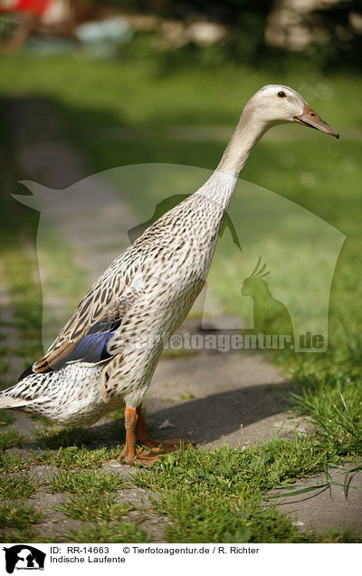 Indische Laufente / duck / RR-14663