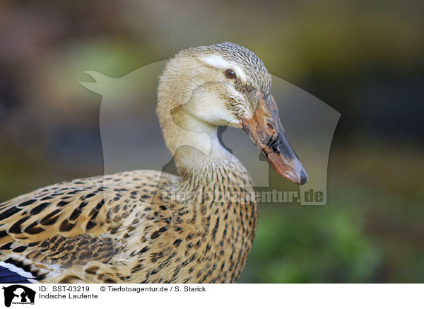 Indische Laufente / Indian runner duck / SST-03219