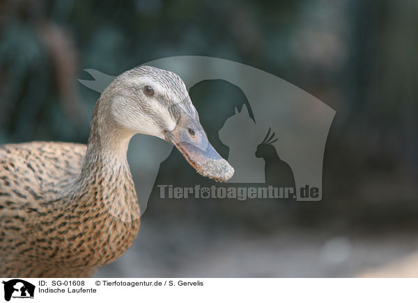 Indische Laufente / SG-01608