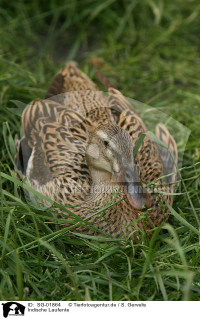 Indische Laufente / SG-01864