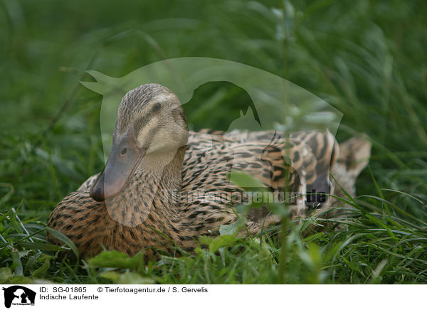Indische Laufente / SG-01865