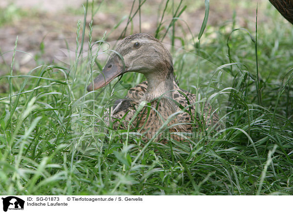 Indische Laufente / SG-01873