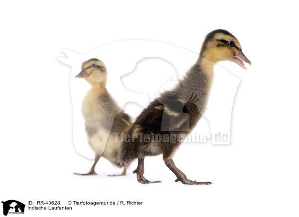 Indische Laufenten / Indian runner ducks / RR-43628