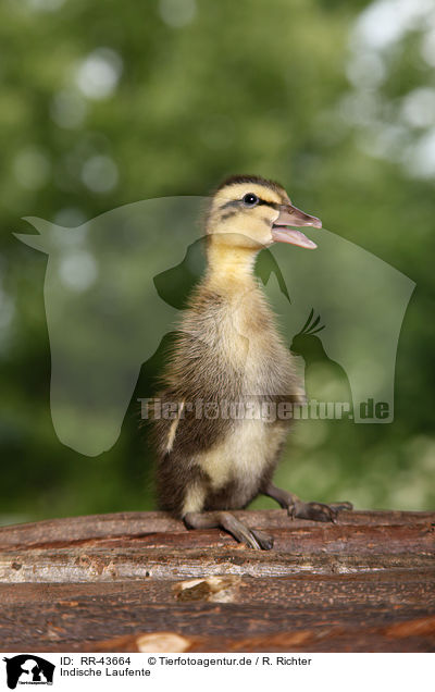 Indische Laufente / Indian runner duck / RR-43664