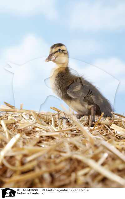 Indische Laufente / RR-43638