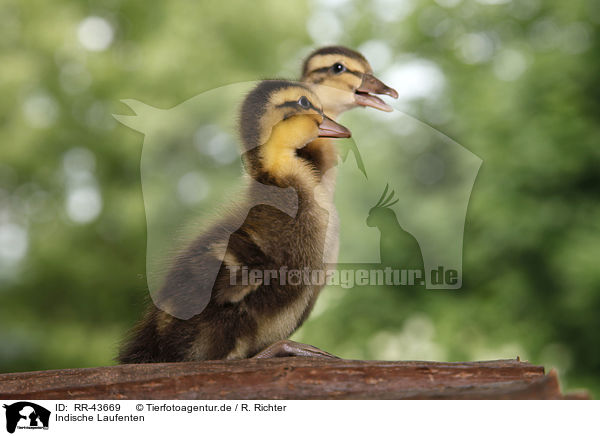 Indische Laufenten / RR-43669